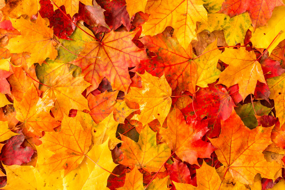 Celebrate Fall with Candy-Filled Harvest Eggs