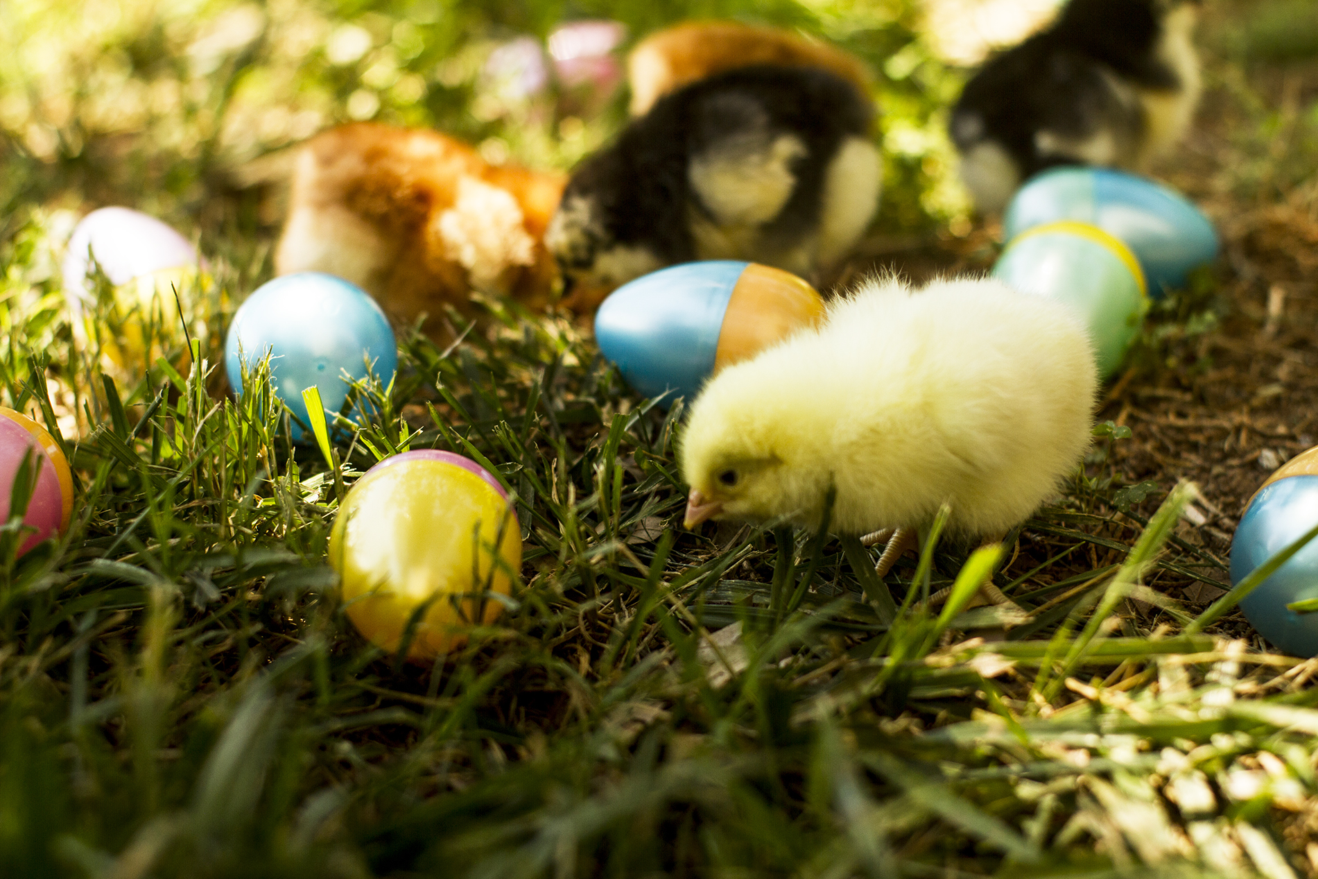 Yellow chick with plastic eggs.